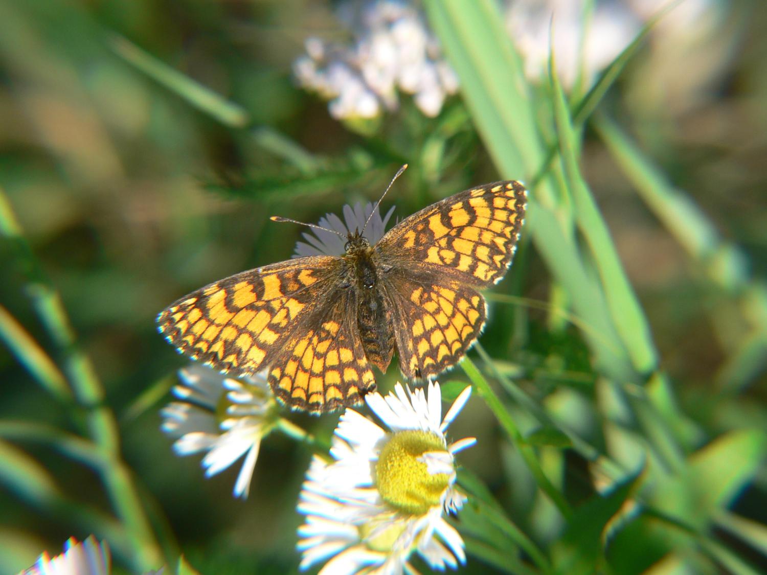 Melitaea athalia